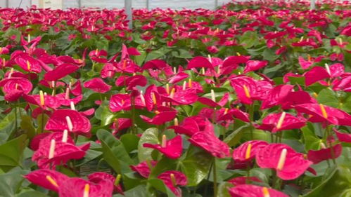 縣區(qū)動態(tài) 武平縣 花卉產業(yè) 助農增收