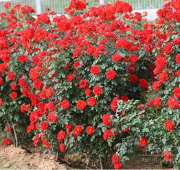 地被月季價格 地被月季養(yǎng)殖方法