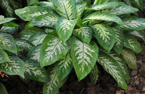 7種最好養(yǎng)的花卉,花色亮麗好打理,控制澆水頻率就能成活