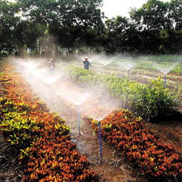 南海農場建花卉種植基地推動農場經濟發(fā)展