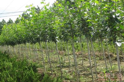 【泰安低價供應垂絲海棠海棠價格綠化苗基地有苗廠家直銷】泰安市泰山區(qū)青聯(lián)苗木種植農民專業(yè)合作社