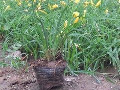 廠家直銷金娃娃萱草,哪里有賣:山東宿根地被圖片|廠家直銷金娃娃萱草,哪里有賣:山東宿根地被產品圖片由青州市聚寶花卉苗木專業(yè)合作社公司生產提供