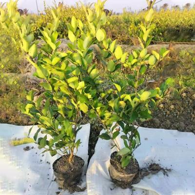 大葉女貞苗 大葉女貞樹苗價格_綠化苗木_農業(yè)/畜牧_產品_企騰網工廠