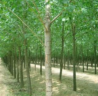 供應(yīng) 耐寒綠化楊樹苗木