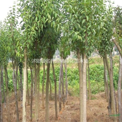 沭陽縣廣漢園林苗木場(chǎng)