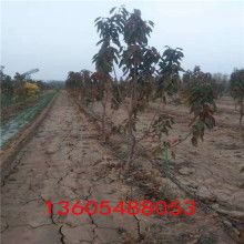 醋酸丁脂價(jià)格 醋酸丁脂公司 圖片 視頻