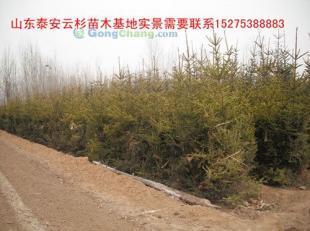 供應(yīng)云杉|云杉樹苗|云杉苗木|紅皮云杉|供應(yīng)云杉|山東云杉_紡織、皮革_世界工廠網(wǎng)中國(guó)產(chǎn)品信息庫