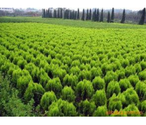 苗木綠化苗木產(chǎn)品庫