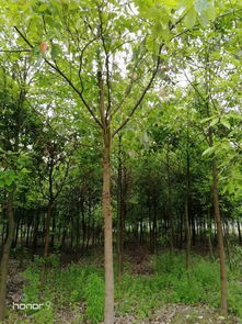 恭喜潛江市兄弟苗木生產(chǎn)專業(yè)合作社入駐苗木通平臺 專注精品苗木