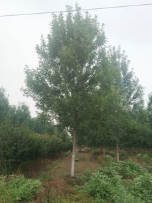 地推有料d13 優(yōu)質苗木,歡迎選購