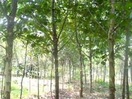 苗木法桐供應信息 苗木法桐批發(fā) 苗木法桐價格 找苗木法桐產品上