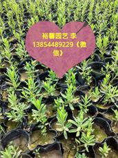 各種規(guī)格薰衣草 哪里有優(yōu)質薰衣草 濰坊薰衣草專業(yè)培育基地 精品薰衣草找哪家