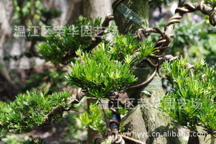 大量供應產地直銷綠化苗木一級優(yōu)質精品樁頭指導價 大量供應產地直銷綠化苗木一級優(yōu)質精品樁頭廠商 大量供應產地直銷綠化苗木一級優(yōu)質精品樁頭廠商 圖 盡在農苗網