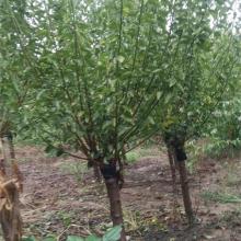 2018綠化苗木價格 報價 綠化苗木批發(fā) 園林網