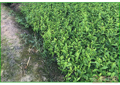 【福鼎大白茶苗價格】福鼎大白茶苗價格,價格,廠家,供應商,花木、果木種苗,雅安市名山區(qū)惠農苗木種植農民專業(yè)合作社 - 產品庫