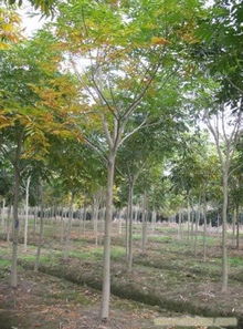 上海無患子苗木銷售 相關(guān)信息 上海苗木 上海苗木批發(fā) 上海苗木價(jià)格 上海苗木基地