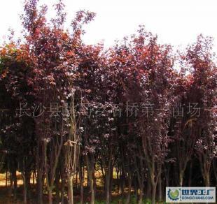 低價(jià)0綠化苗木優(yōu)美喬木紅葉李(批發(fā))_農(nóng)副產(chǎn)品_世界工廠網(wǎng)中國產(chǎn)品信息庫