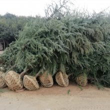 綠化苗木精品工程6米雪松價(jià)格行情苗圃實(shí)拍視頻電話看貨4m5m6米雪松價(jià)格圖片大全 南京市浦口天昱生態(tài)苗木場