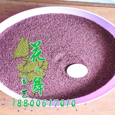 種子系列 廠家直銷 批發蛇莓種子 當年采 量大優惠 發芽率高 蛇莓種子價格圖片|種子系列 廠家直銷 批發蛇莓種子 當年采 量大優惠 發芽率高 蛇莓種子價格產品圖片由沭陽縣花之舞綠化苗木場公司生產提供-