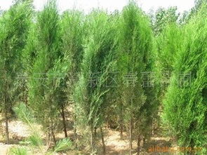 春蕾苗圃供應綠化苗木側柏 大量供應 春蕾苗圃供應綠化苗木側柏供應商 大量供應 春蕾苗圃供應綠化苗木側柏供應商 泰安市高新區春蕾苗圃盡在農苗網 春蕾苗圃供應綠化苗木側柏供應商 春蕾苗圃供應綠化苗木側柏供應商 泰安市高新區春蕾苗圃盡在農苗網