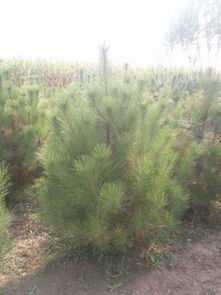 哪里能買(mǎi)到極好的油松樹(shù)苗 油松樹(shù)苗油松價(jià)格油松樹(shù)苗供應(yīng)