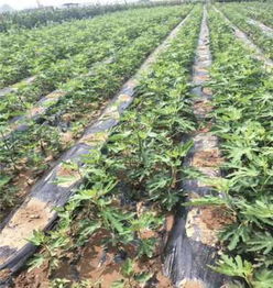 早酥紅梨樹苗矮化嫁接優點 新聞