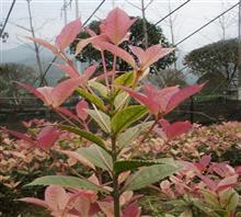 【南京新產(chǎn)品五彩桂花苗、鴻林苗木(圖)、五彩桂花圖片】?jī)r(jià)格,廠家,圖片,工程承包,常州鴻林苗木專業(yè)合作社chun銷售部-中國(guó)行業(yè)信息網(wǎng)