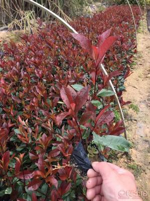 【綠化灌木紅葉石楠袋苗銷售、質(zhì)優(yōu)價(jià)廉】綠化苗木,價(jià)格,廠家,供應(yīng)商,花木,龍海市東泗興輝園藝場(chǎng) - 產(chǎn)品庫(kù)