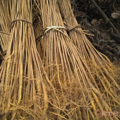 【黃菠蘿苗廠家/占地苗/藥材苗】寬城區(qū)永發(fā)苗木培育基地 - 產品庫