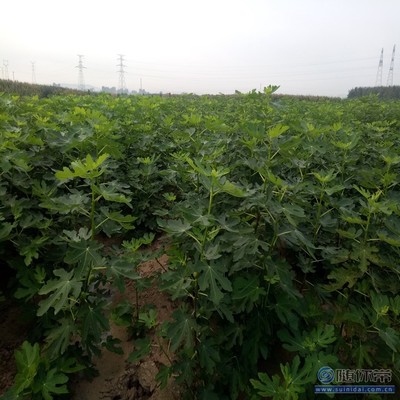 【無花果廠家耐濕耐寒耐瘠薄中農矮生無花果苗】泰安高新區(qū)旺運苗木中心 - 產品庫