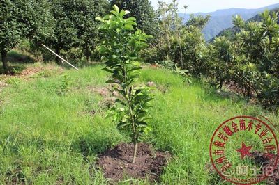 【2年嫁接玉環(huán)文旦柚子樹苗廠家直銷專業(yè)培育保質量敏會苗木】臺州市黃巖敏會苗木專業(yè)合作社 - 產品庫