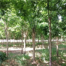 2020綠化苗木價格 報價 綠化苗木批發(fā) 第6頁 園林網