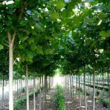 2021綠化苗木價格 報價 綠化苗木批發(fā) 第28頁 園林網(wǎng)