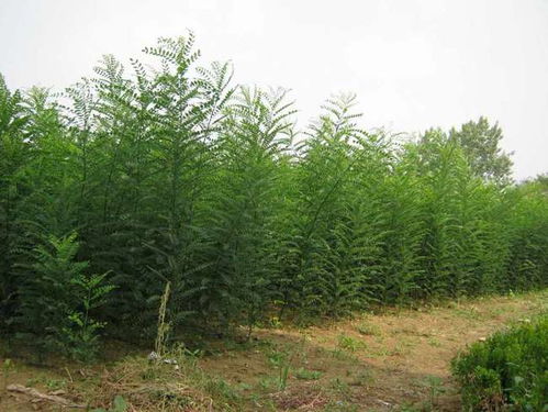 秋天做園林綠化工作,苗木容易出現(xiàn)的病蟲(chóng)害,如何進(jìn)行防治