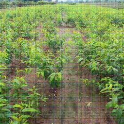 新聞資訊 特高產(chǎn)桃樹(shù)苗供應(yīng) 中油蟠5號(hào)桃苗新品種供應(yīng) 公司 歡迎您