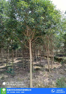 出售香樟樹(shù)占地苗木 苗木 蕪湖天藝 在線咨詢