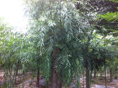 山東萬畝苗木大量出售西湖垂柳-山東萬畝苗木培育基地提供山東萬畝苗木大量出售西湖垂柳的相關(guān)介紹、產(chǎn)品、服務、圖片、價格13-14公分紅葉碧桃樹苗、5公分龍柱碧桃價格、3公分菊花碧桃小苗、8公分法桐基地、速生白蠟樹苗、山東國槐樹基地、