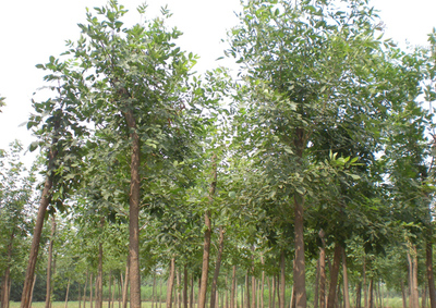 2020年全國(guó)苗木供需信息來了,這些品種有大需求!