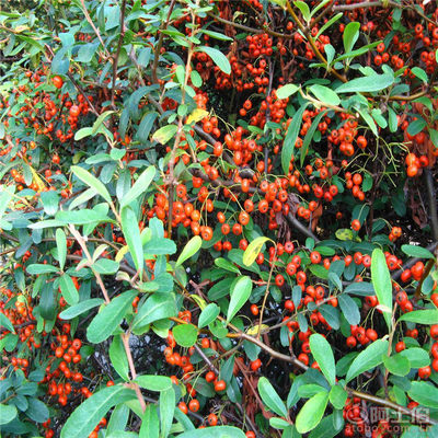 【正宗火棘種子批發(fā)銷售新采火棘柏種子廠家直銷包發(fā)芽】沭陽學(xué)浩苗木場(chǎng) - 產(chǎn)品庫