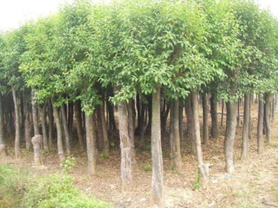 大葉女真價格價格_規格齊全的大葉女貞苗木批發直銷 農戶價格_湖南長沙市大葉女真.