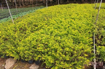 【黃金葉種植基地、基地直銷、質優價廉】綠化苗木,價格,廠家,供應商,花木,龍海市東泗興輝園藝場 - 產品庫