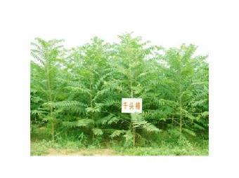 江蘇千頭椿苗木批發價格表查詢_志趣網