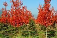 供應【美國秋紅楓】【山東美國秋紅楓】【美國秋紅楓價格】歐楓苗木_農副產品_世界工廠網中國產品信息庫