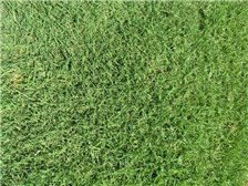 郴州市蘇仙區湘綠草皮苗木基地產品展示