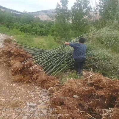 主營產(chǎn)品:花卉租擺、工廠綠化工程、各種綠化苗木、花卉基地直銷