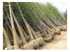 山東五角楓苗木基地供應15公分五角楓樹、名運苗木基地出售|喬灌木|綠化苗木|供應信息|597苗木網