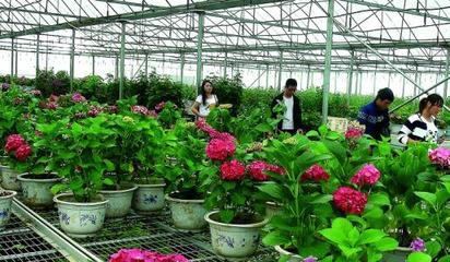 江西:九江縣做大苗木花卉產(chǎn)業(yè)&ldquo;蛋糕&rdquo;