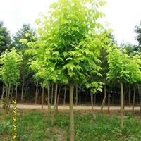 彩葉苗木 - 苗木供應(yīng)信息 - 易縣旭東宿根花卉彩葉樹種苗場