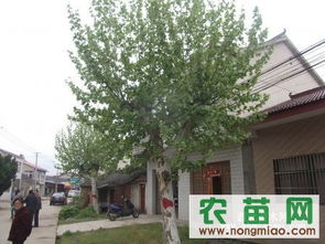 法桐價(jià)格 法桐信息 南京發(fā)桐信息指導(dǎo)價(jià) 法桐價(jià)格 法桐信息 南京發(fā)桐信息廠商 法桐價(jià)格 法桐信息 南京發(fā)桐信息廠商 圖 盡在農(nóng)苗網(wǎng) 南京青蓮苗木場