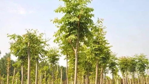 苗木種植戶如何提升苗木利潤(rùn)空間